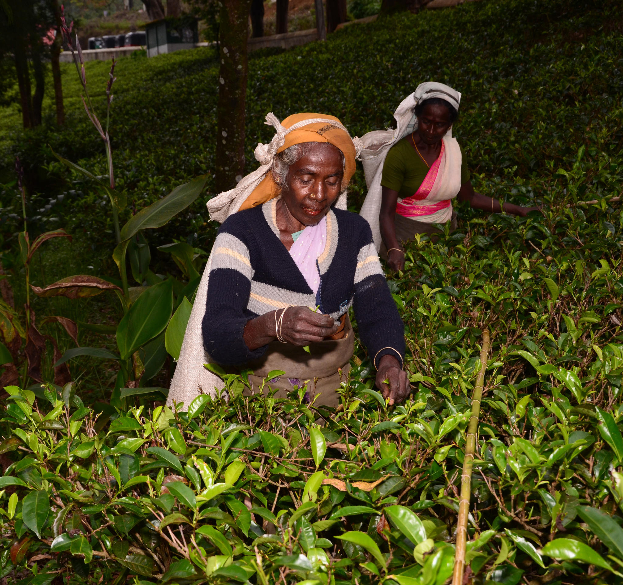 tea plantation, tea workers, Sri Lanka