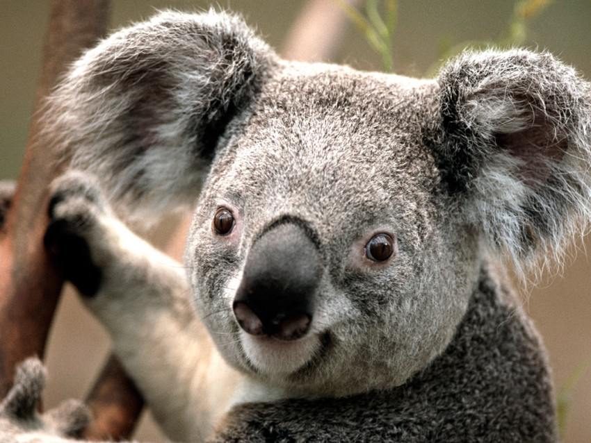 Australia, koala, native animal