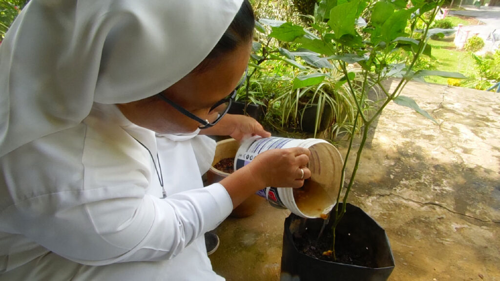 A Sister from Fr Mathew's parish in Malaysia using organic farming methods