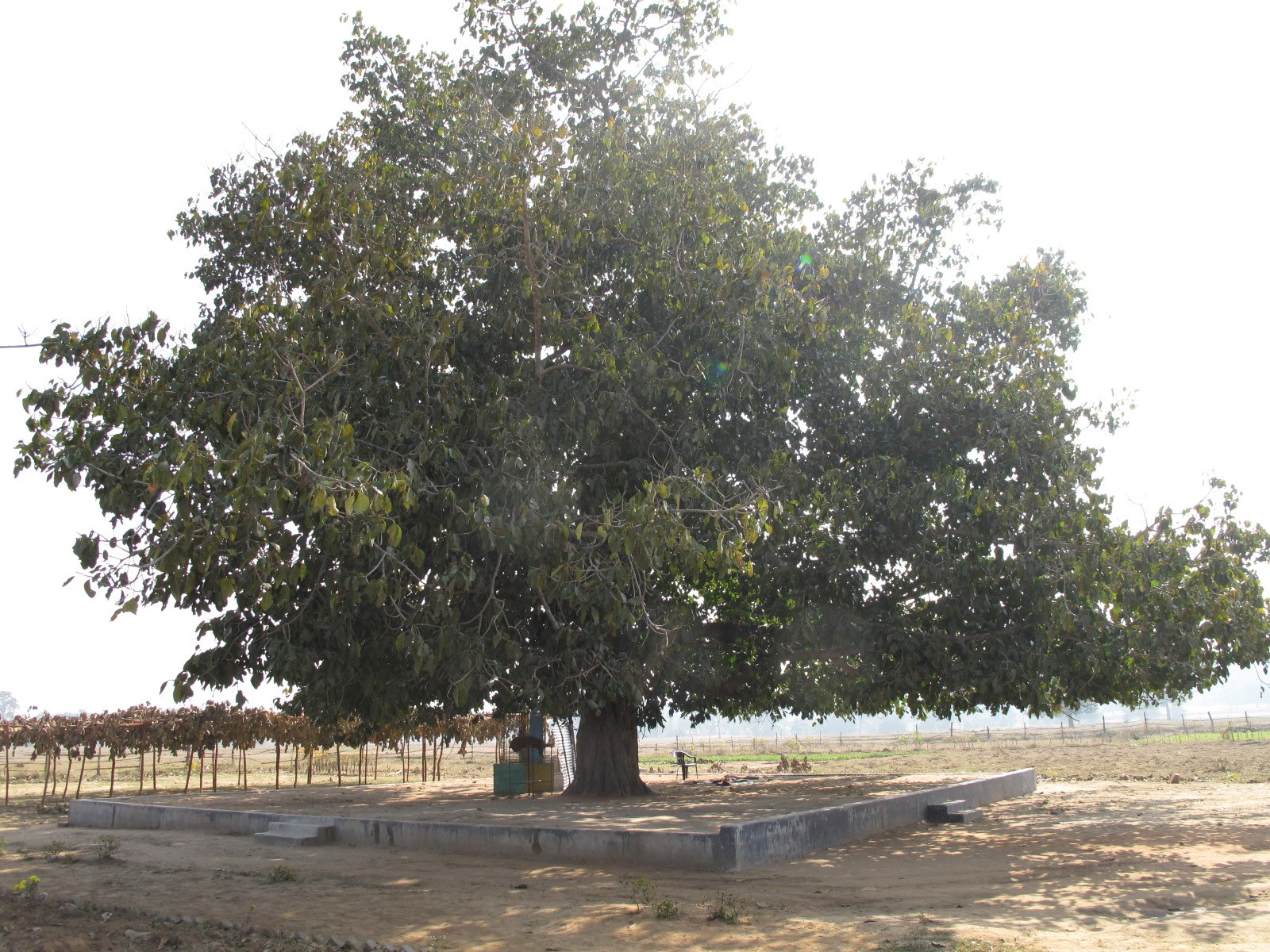 Chhattisgarh in India - huge tree with St Mary beneath